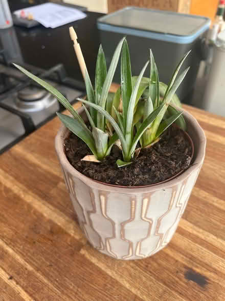 Photo of free Pineapple Houseplant (Littlemore OX4 4) #1