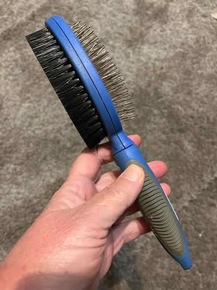 Photo of free Dog brush (Cheylesmore CV3) #1
