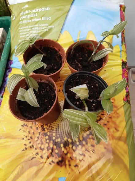 Photo of free Indoor trailing plants (Torbay) #1
