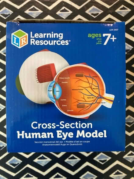 Photo of free Model of the human eye (Bath BA2) #3