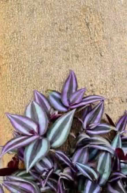 Photo of Tradescantia Cuttings (Milpitas near Scott’s creek) #1