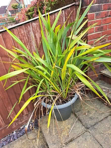 Photo of free Phormium plant (Fox Hill RH16) #1