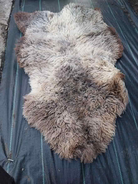Photo of free Sheepskin rug (Kendal LA9) #1