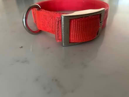 Photo of free Dog collar (Acton, MA) #3