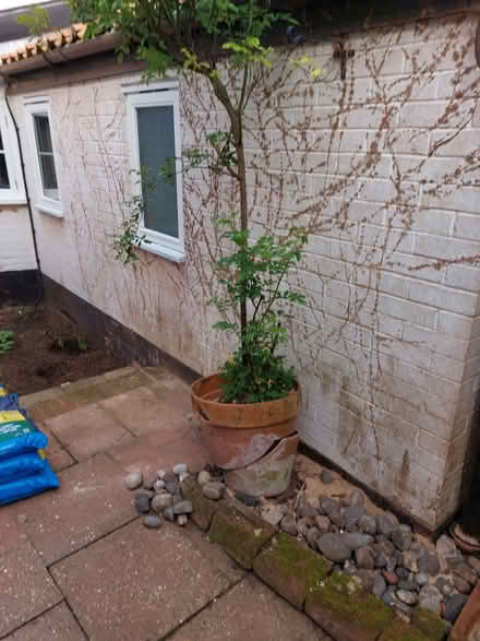 Photo of free Tall yellow rose (Wymondham NR18) #1