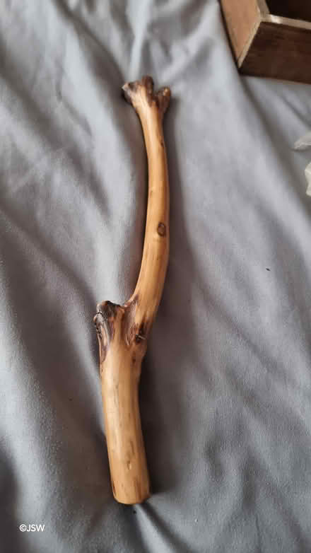 Photo of free Polished eucalyptus twig (Colindale NW9) #1