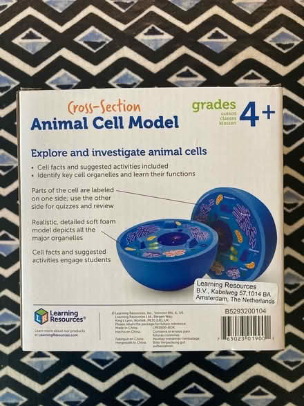 Photo of free Animal cell model (Bath BA2) #4