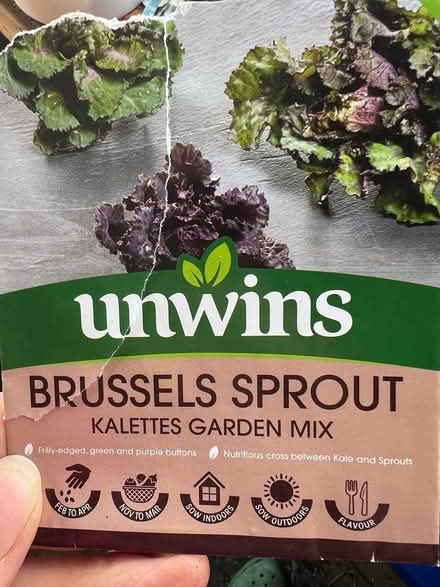 Photo of free 9 Kalettes seedlings (TN37 near Asda) #2