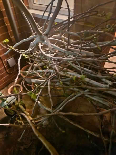 Photo of free Fig tree cuttings. (Queens Park MK40) #4