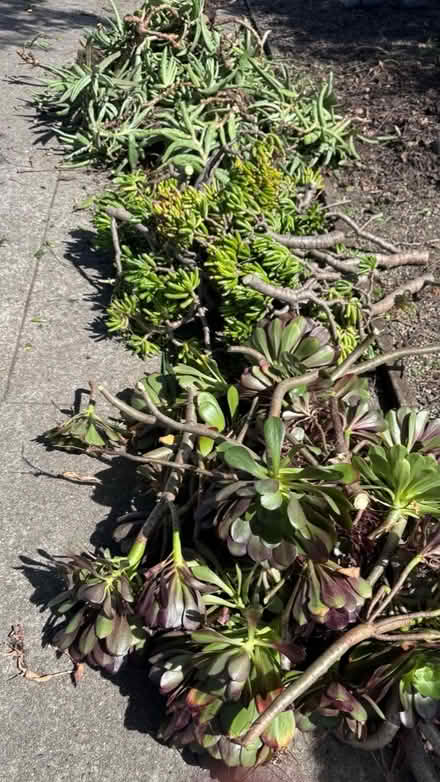 Photo of free Succulents (Fruitvale and 580) #1