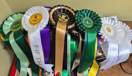 Photo of free Bag of mixed rosettes (Cheltenham) #1
