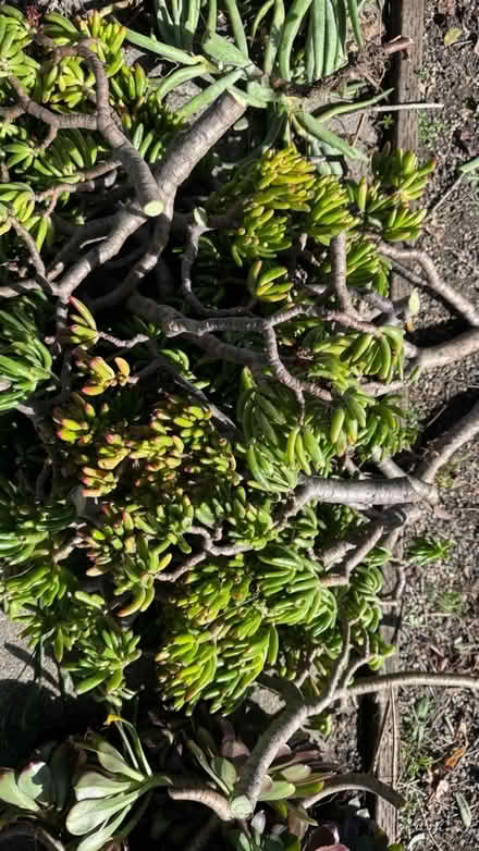Photo of free Succulents (Fruitvale and 580) #2