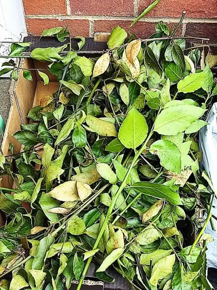 Photo of free Bay leaves (London N14) #1