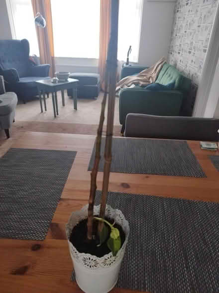 Photo of free Plant to save (Dunstable) #2