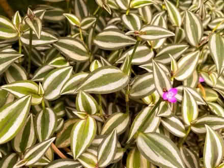 Photo of Tradescantia Cuttings (Milpitas near Scott’s creek) #2