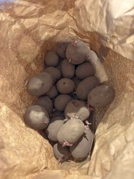 Photo of free Seed potatoes (Southdown) #1