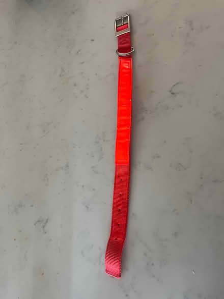 Photo of free Dog collar (Acton, MA) #1