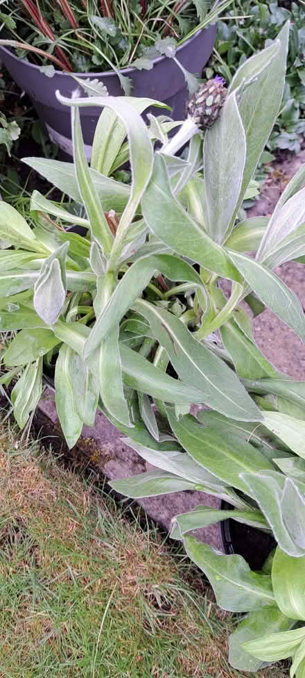 Photo of free Perennial cornflowers (Presteigne LD8) #1
