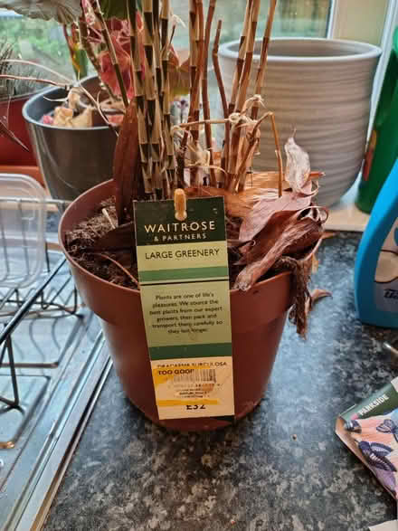 Photo of free Houseplant - draecana surcolosa (Halstead) #2