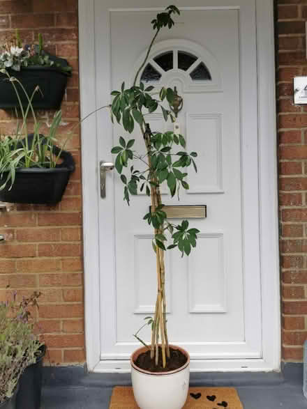 Photo of free Indor plant with the pot (Caterham Valley) #1