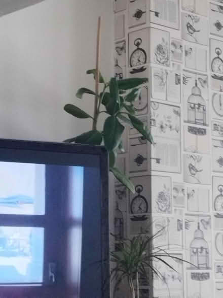 Photo of free Plant to save (Dunstable) #3