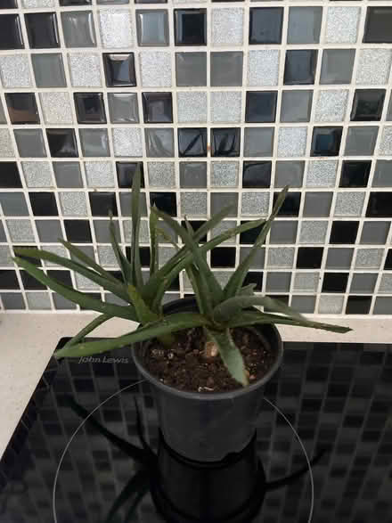 Photo of free Small plant (St Julians AL1) #1