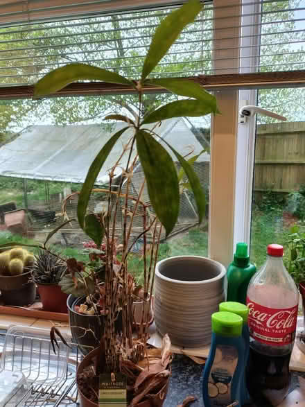 Photo of free Houseplant - draecana surcolosa (Halstead) #1
