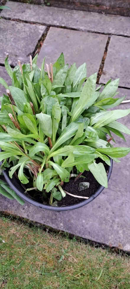 Photo of free Heleniums (Presteigne LD8) #1