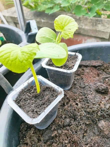 Photo of free Two Cucumber seedlings (Whittington SY11) #1