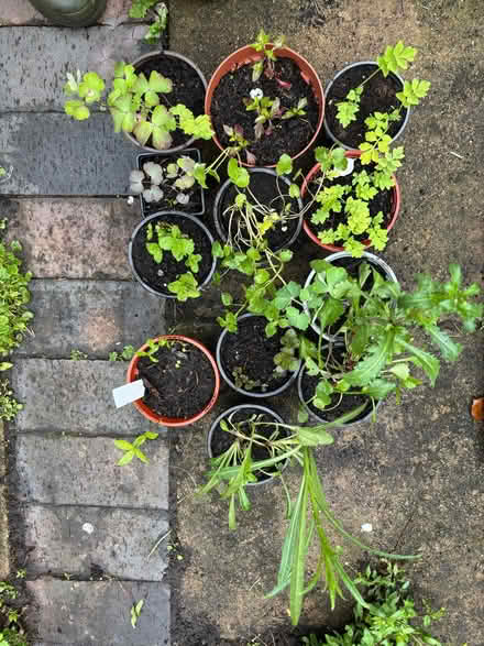 Photo of free Small, outdoor plants (Allerton L18) #1