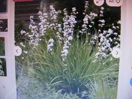 Photo of free Shrub - Libertia Grandiflora (Central Truro -viaduct area) #1