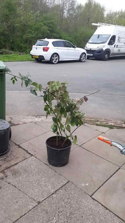 Photo of free Gooseberry/Blackcurrant bush (Brinnington SK5) #2