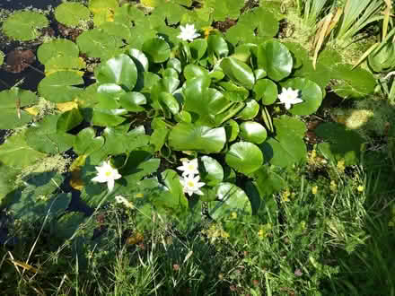 Photo of free Water lily plants (Fareham PO15) #1