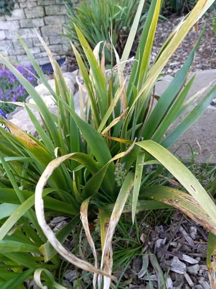 Photo of free Garden plants (Gunby NG33) #3