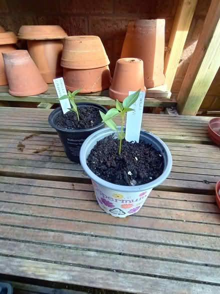 Photo of free More chilli plants (Lower Earley RG6) #1