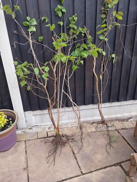 Photo of free Hazel saplings (Maldon CM9 6AN) #1