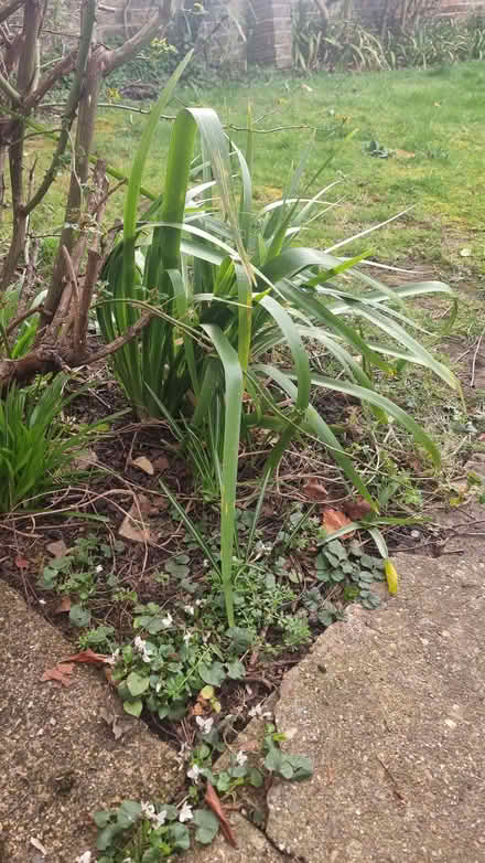 Photo of free Stinking iris outdoor plants (Emlyn Gardens W12) #1