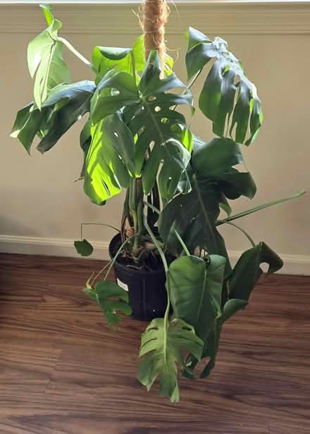 Photo of free Monstera (Morton) #1