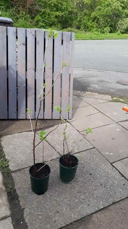 Photo of free Gooseberry/Blackcurrant bush (Brinnington SK5) #1