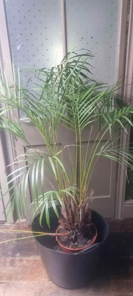 Photo of free Large plant (Clevedon BS21) #1