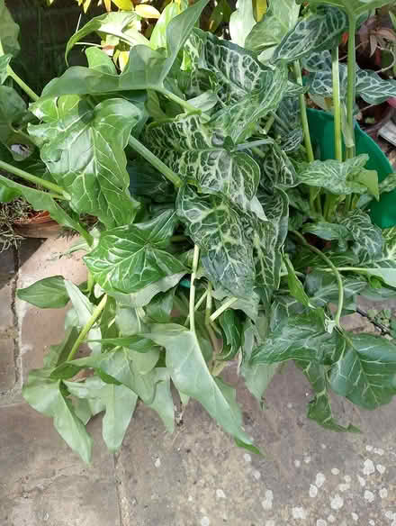 Photo of free Plants (Maldon CM9 6AN) #1