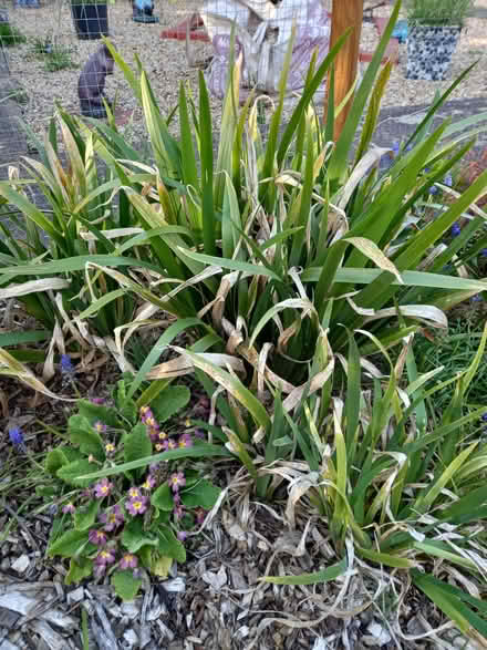 Photo of free Garden plants (Gunby NG33) #1