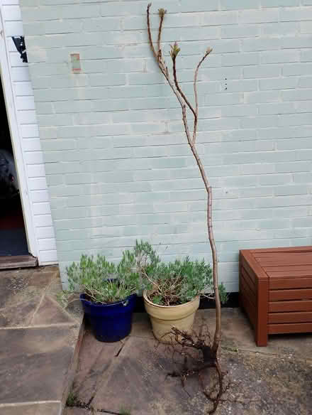 Photo of free Sumac tree (Maldon CM9 6AN) #1