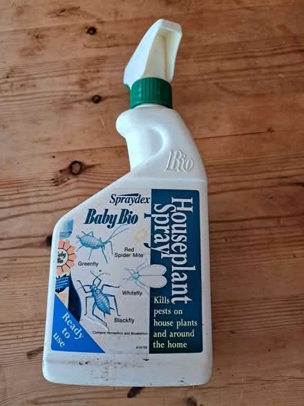 Photo of free plant spray (Woodingdean BN2) #1