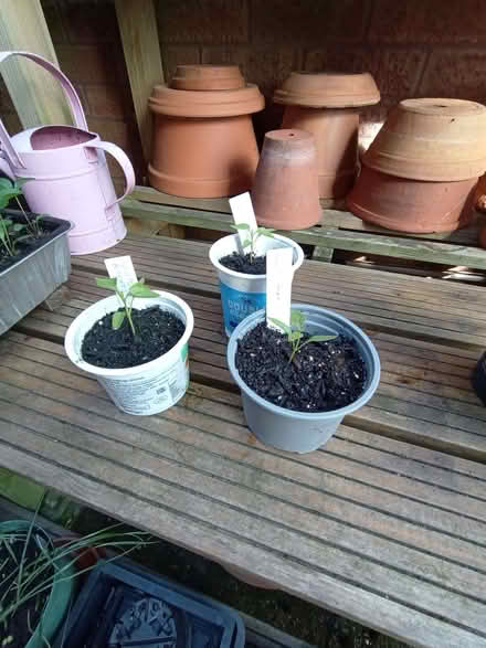 Photo of free Chilli plant - "Scotch Bonnet" (Lower Earley RG6) #1