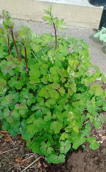 Photo of free Aquilegia plants (and seeds) (AB22) #1