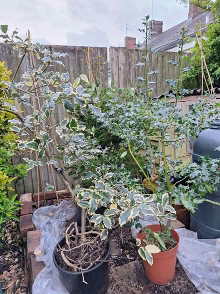 Photo of free 2 Holly bushes (Crewkerne) #1