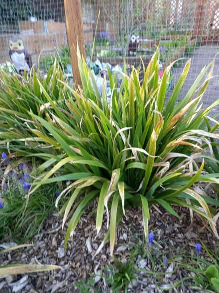 Photo of free Garden plants (Gunby NG33) #2