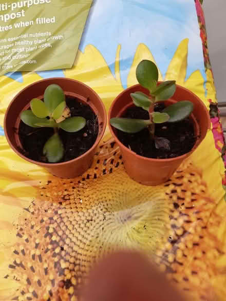 Photo of free Two succulent house plants (Copythorne TQ5) #1