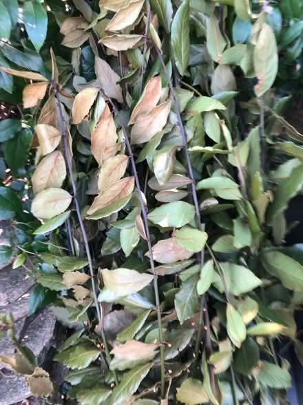 Photo of free Bayleaves (The Camp AL1) #1